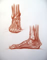 Michael Hensley Drawings, Human Anatomy 45